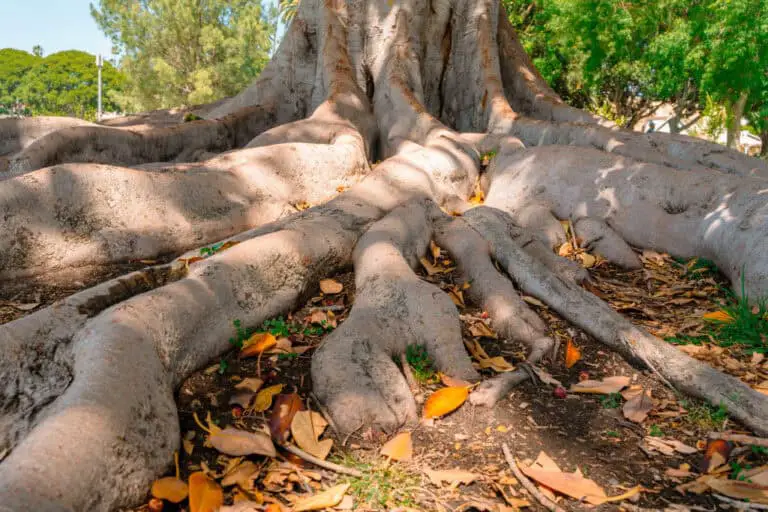 How to Fix Exposed Tree Roots