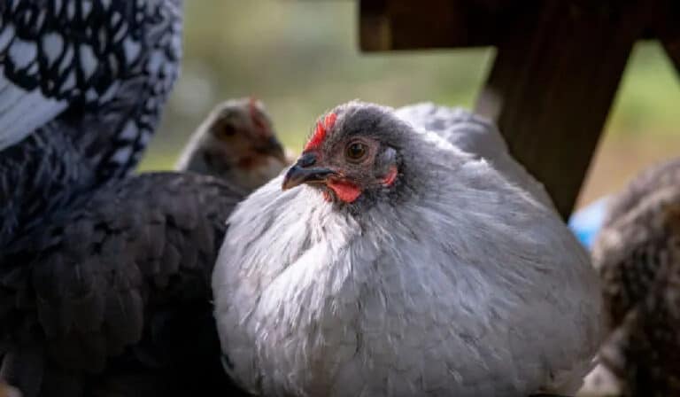 Lavender Orpington chicken resting on a bench