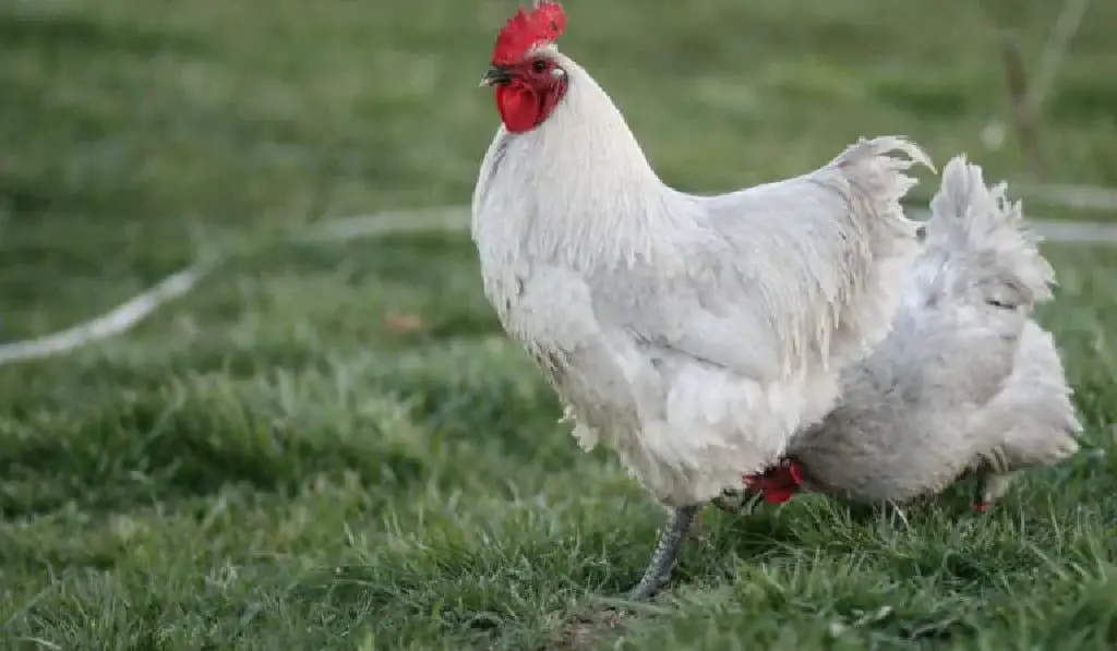 Lavender Orpington chickens walking in the yard