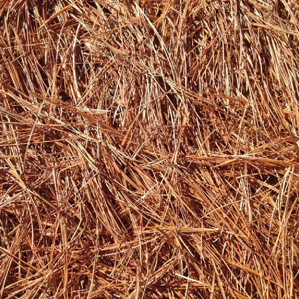 Pine Needle Straw Bale