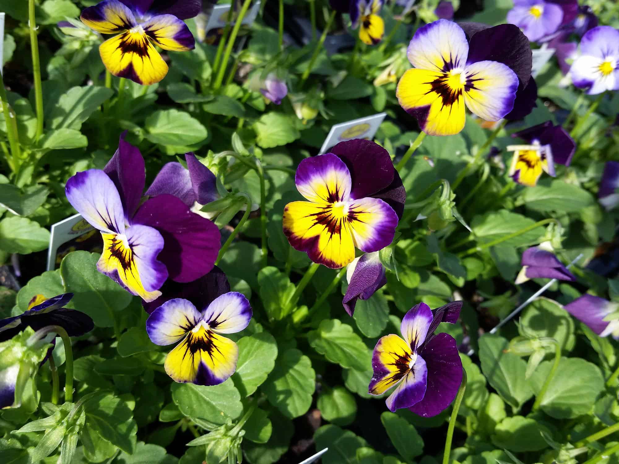 Plant violas in the fall for winter