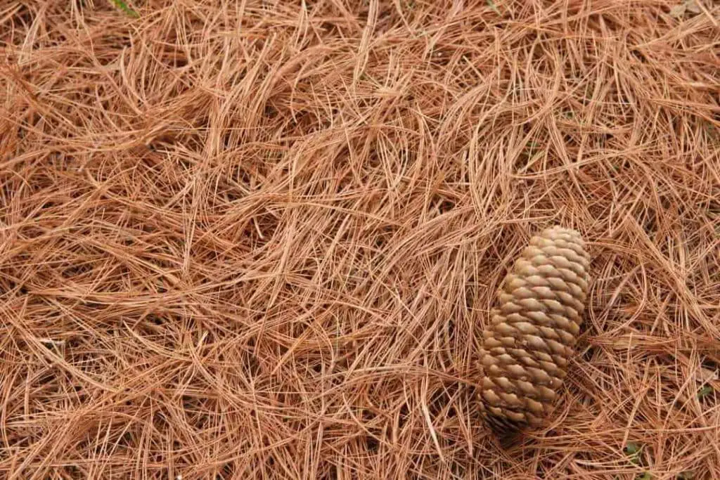 Using Pine Needles To Naturally Repel Mice