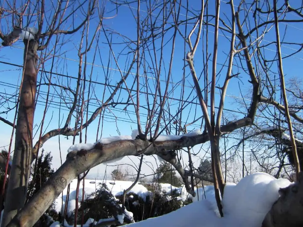 Water Sprouts on Tree -Winter Time