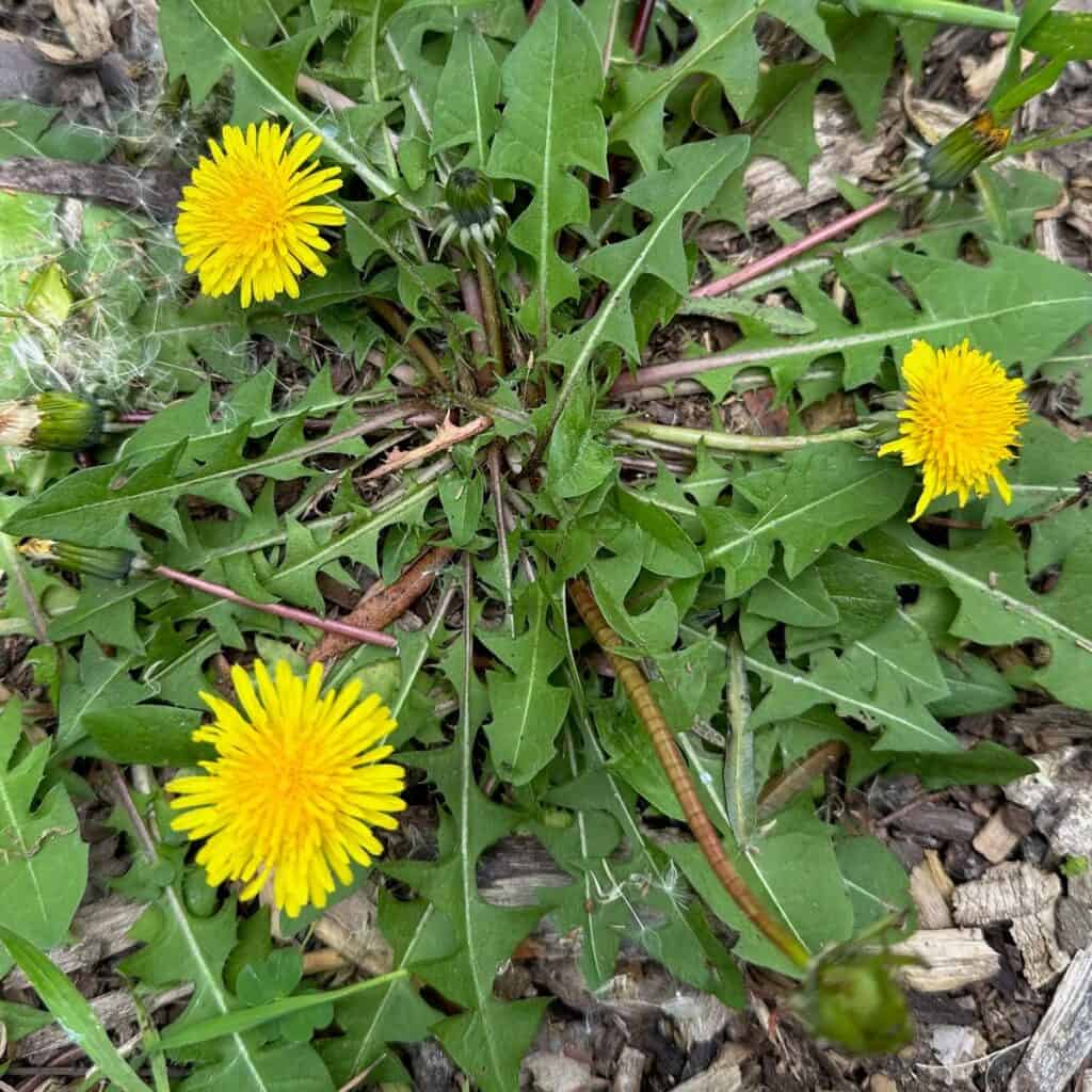 Wild Dandelion