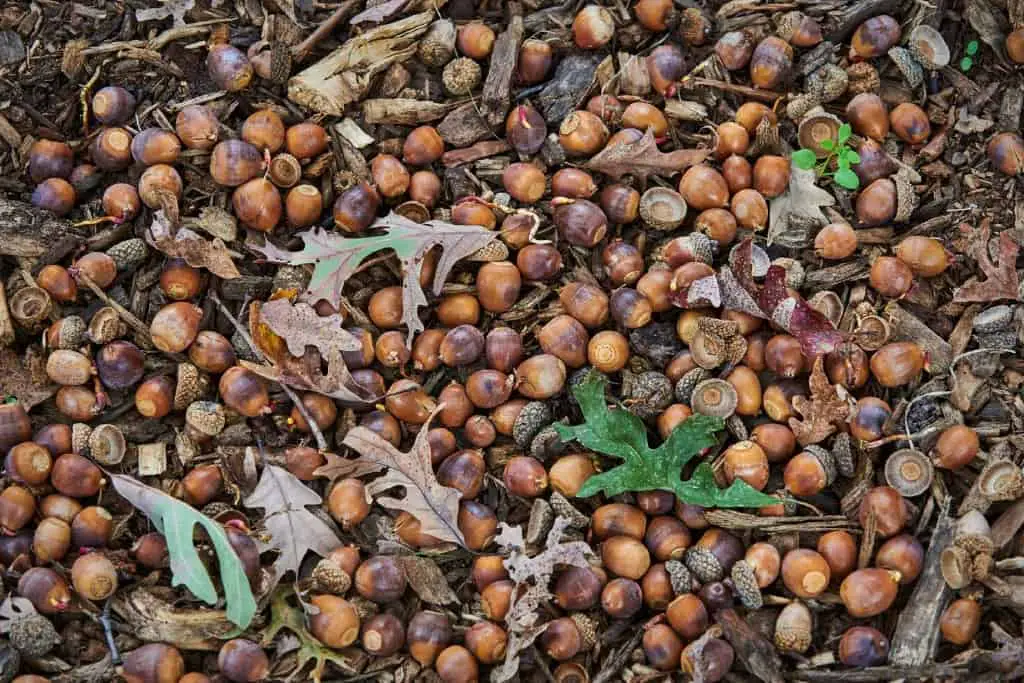 lot of acorns