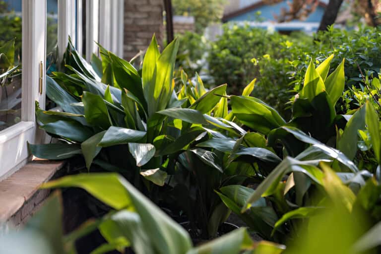 aspidistra elatior with lush greenery