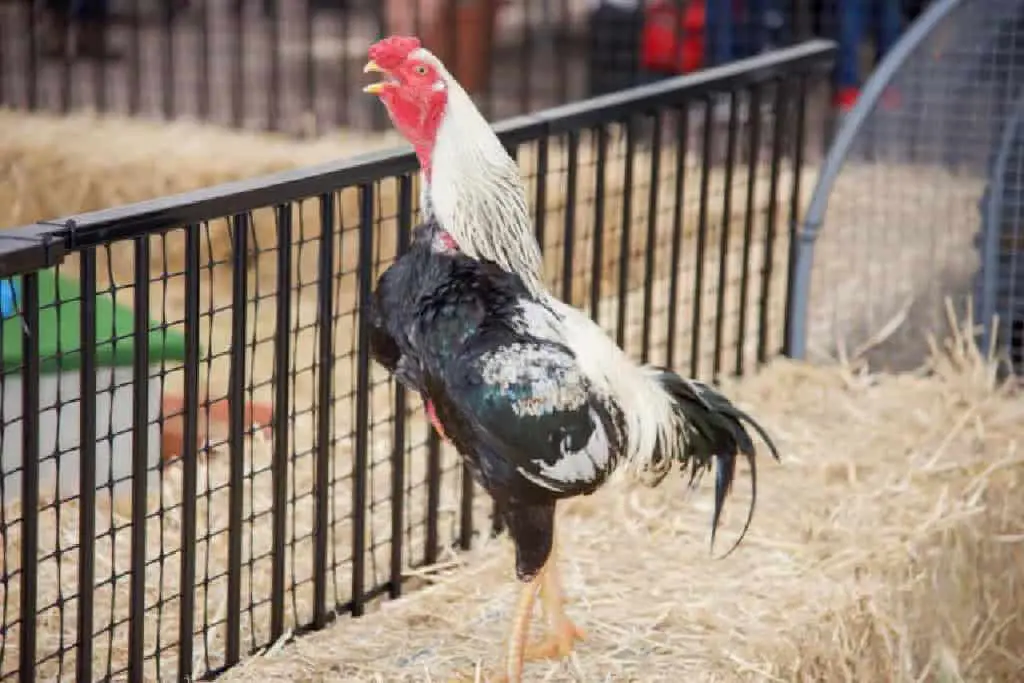 black and white plumage and bright red facial patch Dorking chicken