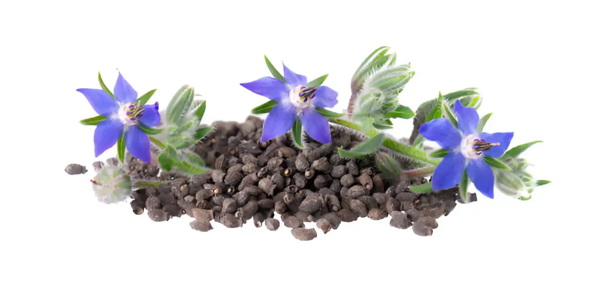 borage seeds with flowers