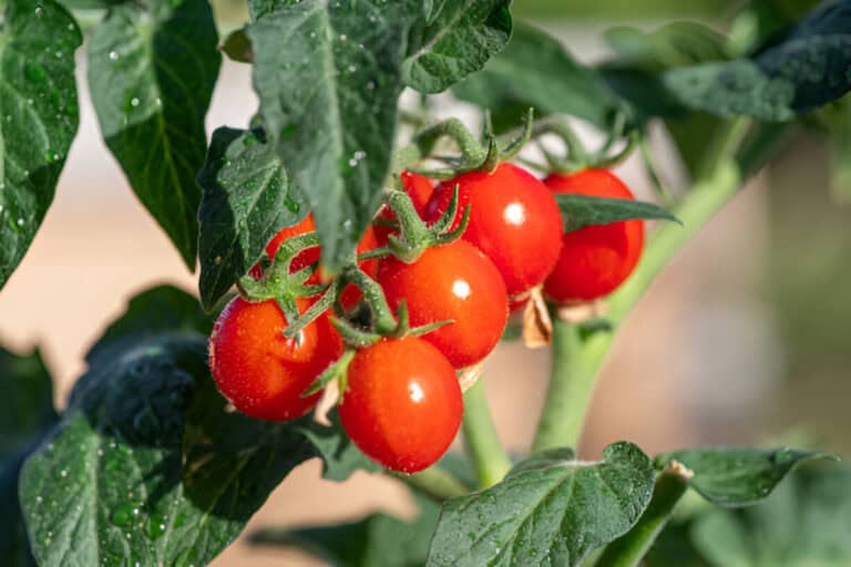 cherry tomatoes plant