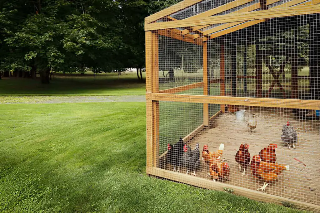 chicken coop wire outdoor