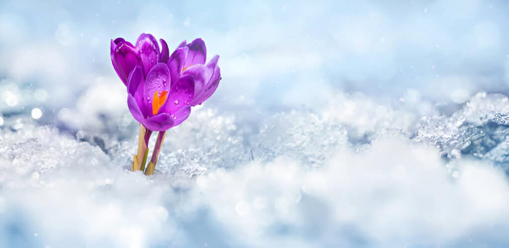 crocuses blooming purple flowers making their way from under the snow