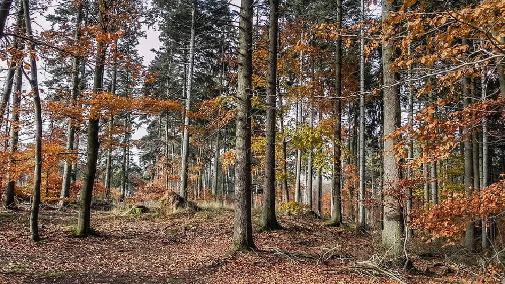 cutting firewood forest