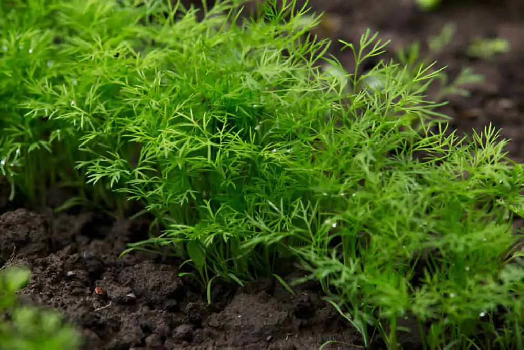 dill plant on a soil