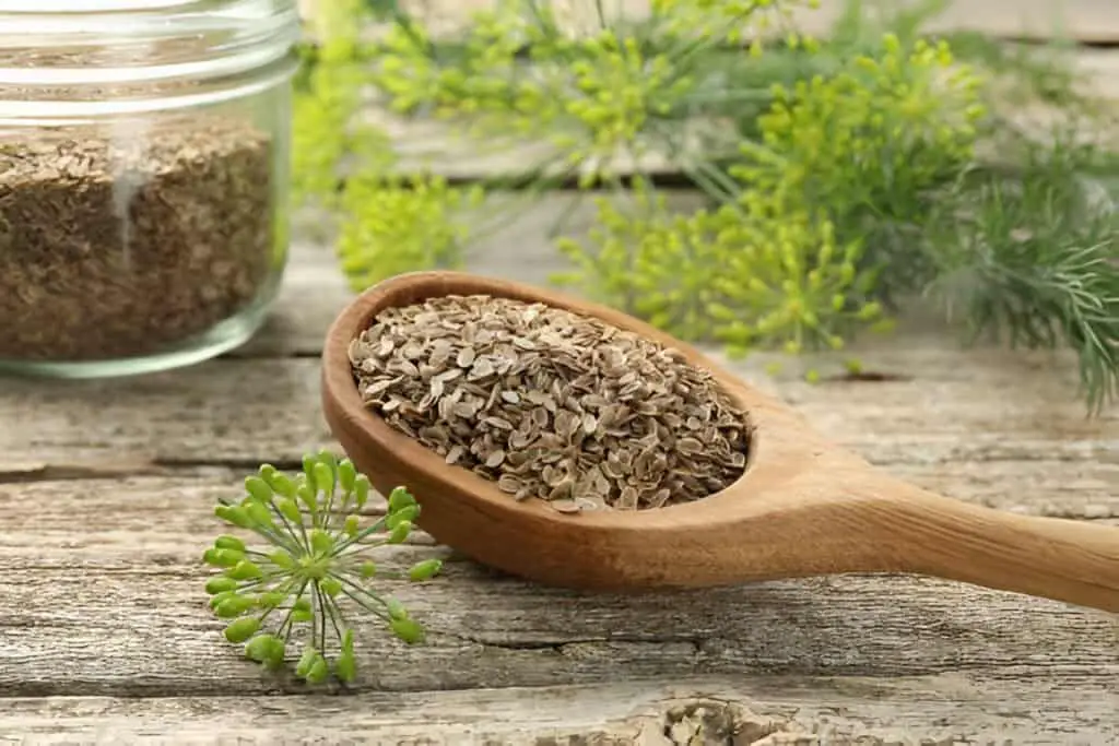 dry seeds and fresh dill