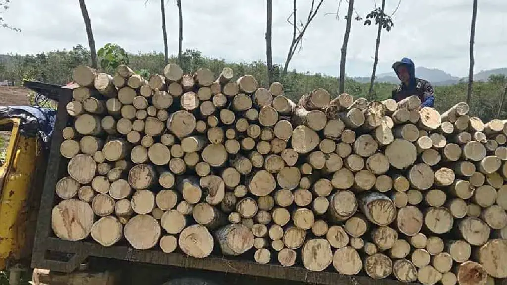 firewood characteristics