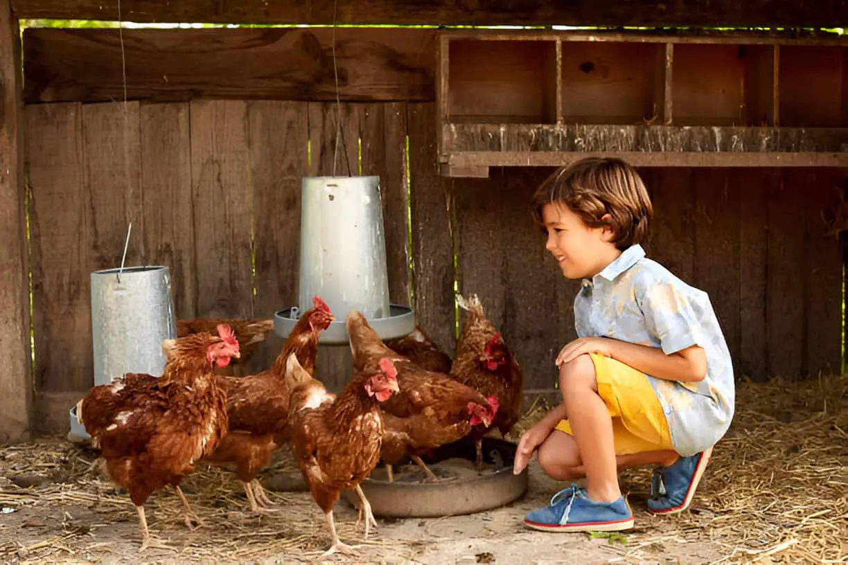 hens in coop on sunny day