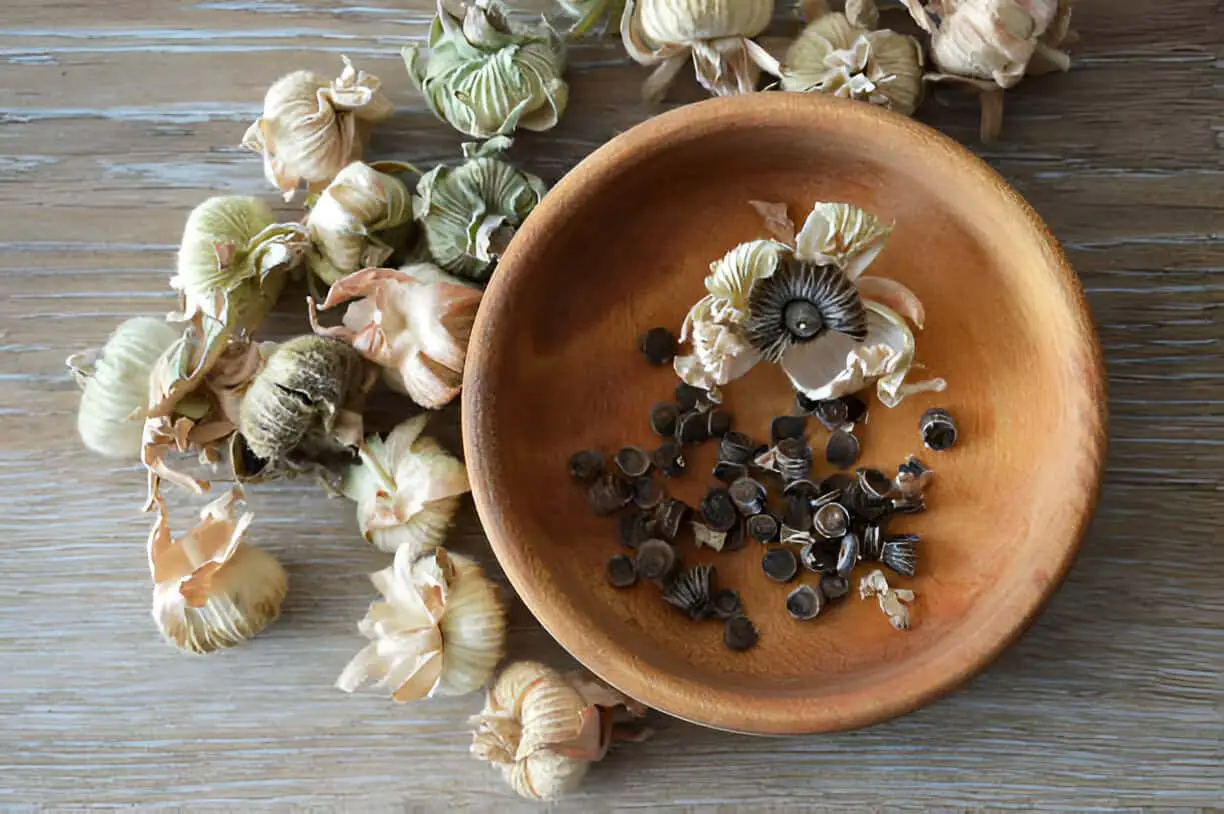 hollyhock flower seeds