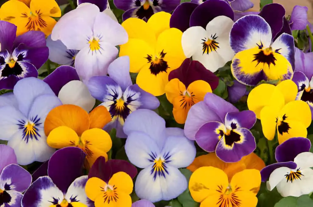 mixed pansies violas