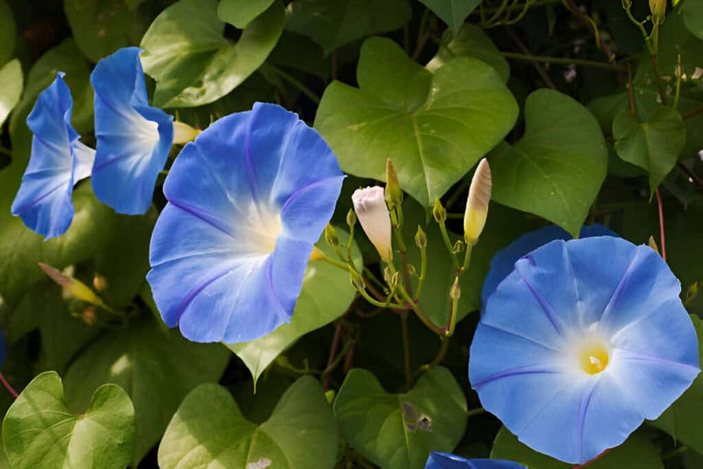 morning glory flower blooms blue sunlit petals in garden