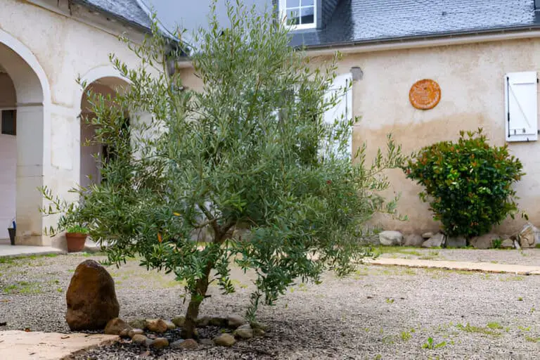 olive tree in the yard of the garden house