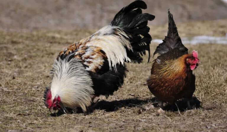 Dorking Chickens 101: Characteristics, Care, and Benefits ...