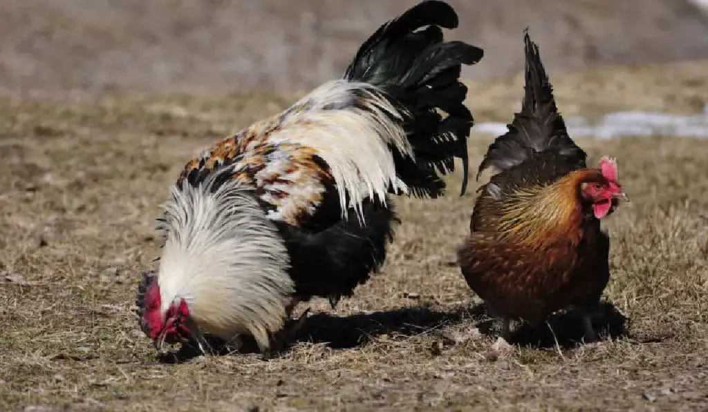 pair of Dorking Heritage Breed Chicken and Rooster