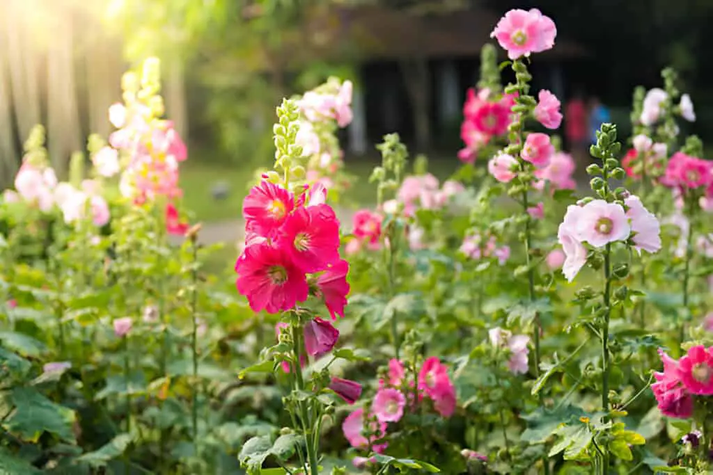 pink and white hollyhock flower