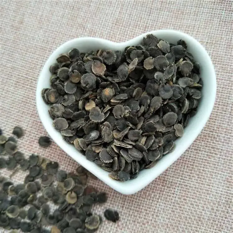 soaking hollyhock flower seeds