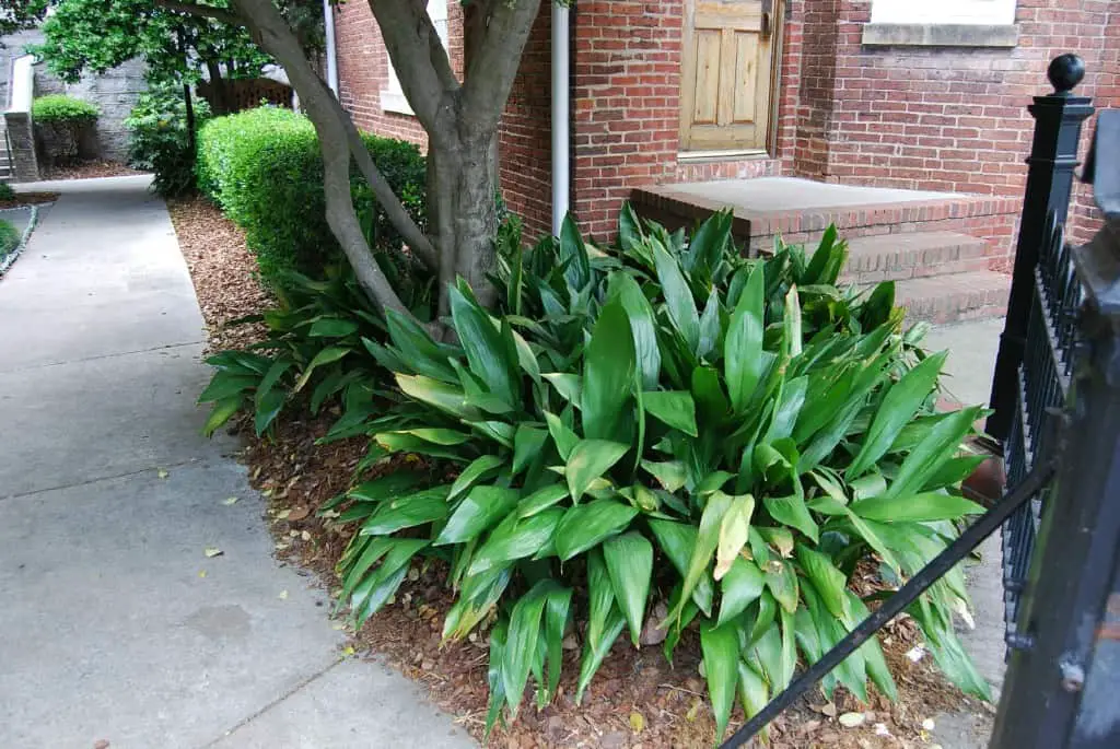 Aspidistra elatior growing outdoor