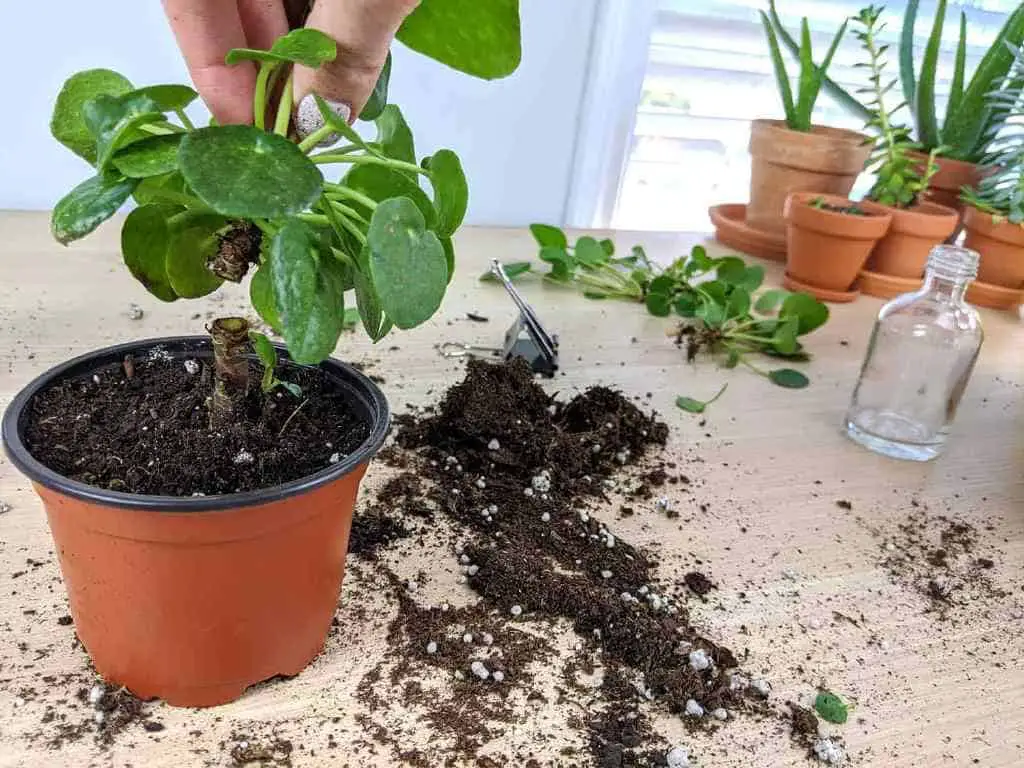 Cut You Pilea Peperomioides in Half