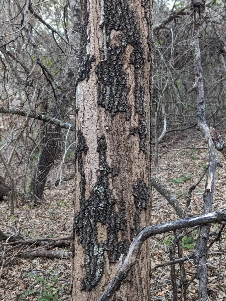 Hypoxylon Canker Fungus