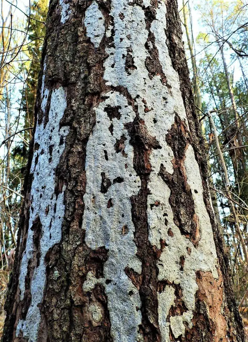 Hypoxylon Canker Fungus