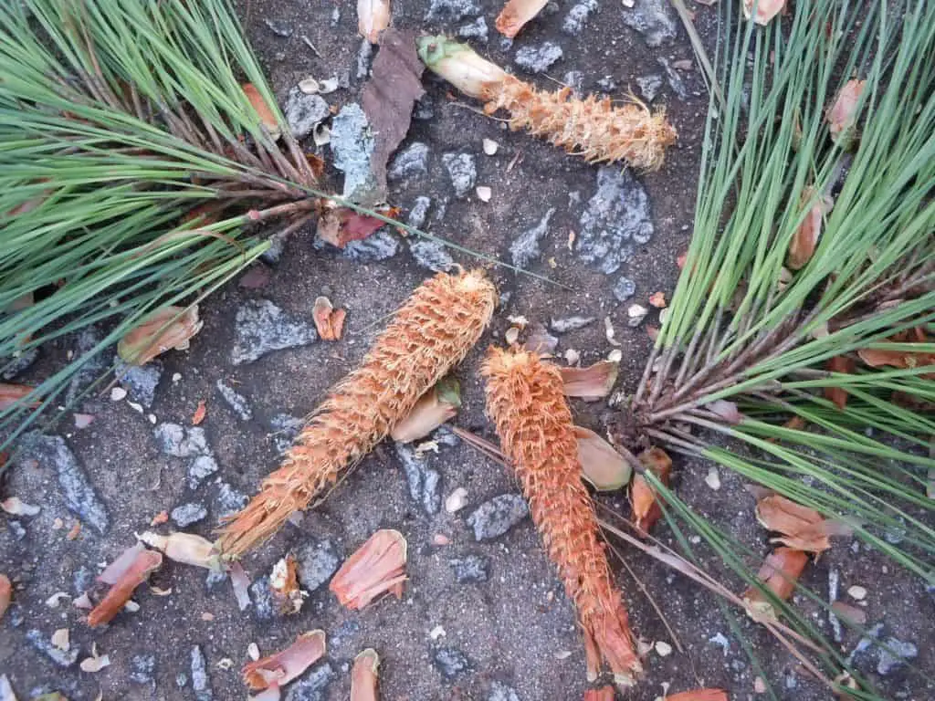 Pine Tree Clusters of Needles Falling Off