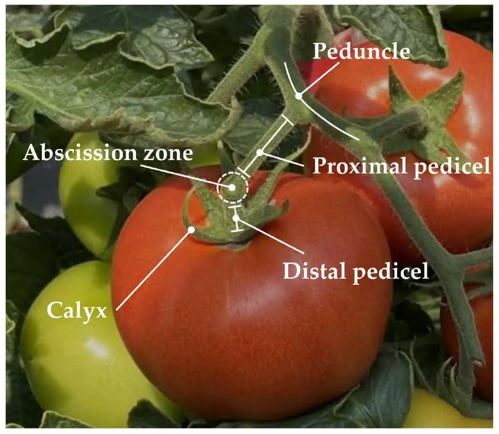 Tomato Pedicel Physical Characterization