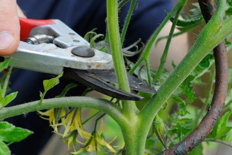 Tomato Stem Cuttings