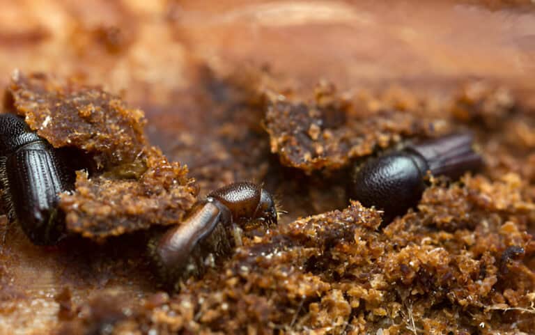 bark borers on wood