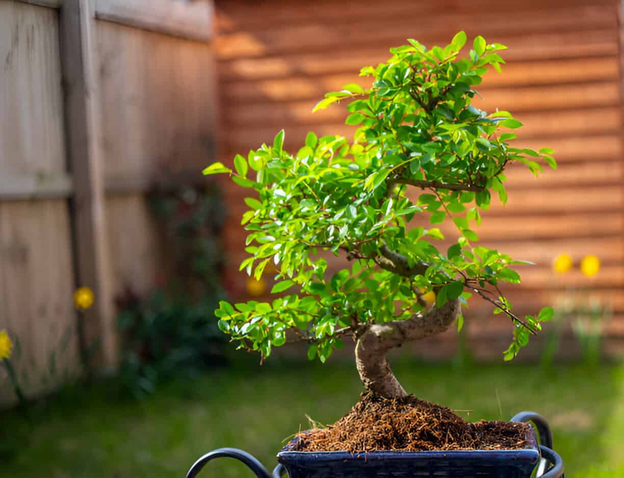 bonsai tree chinese elm