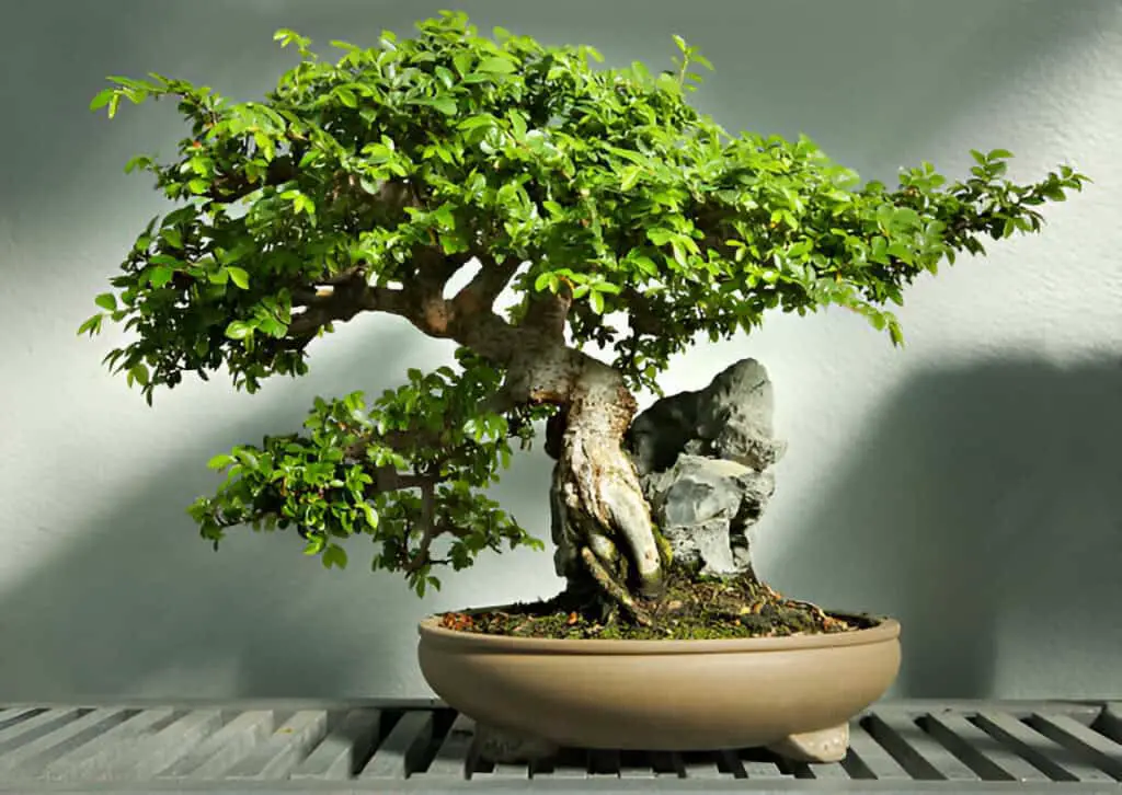 bonsai tree chinese elm in pot