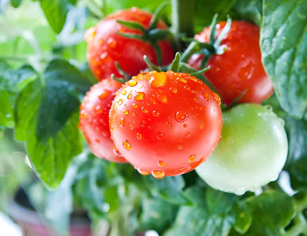 cherry tomatoes pedicel