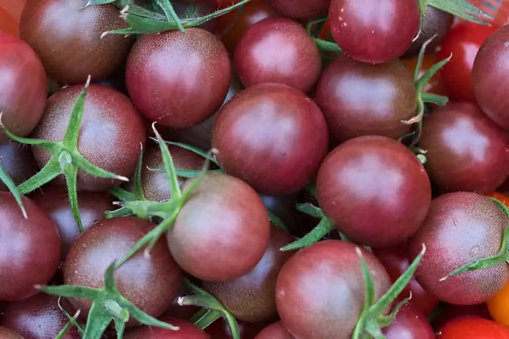 cocktail tomatoes of black sweet cherry variety