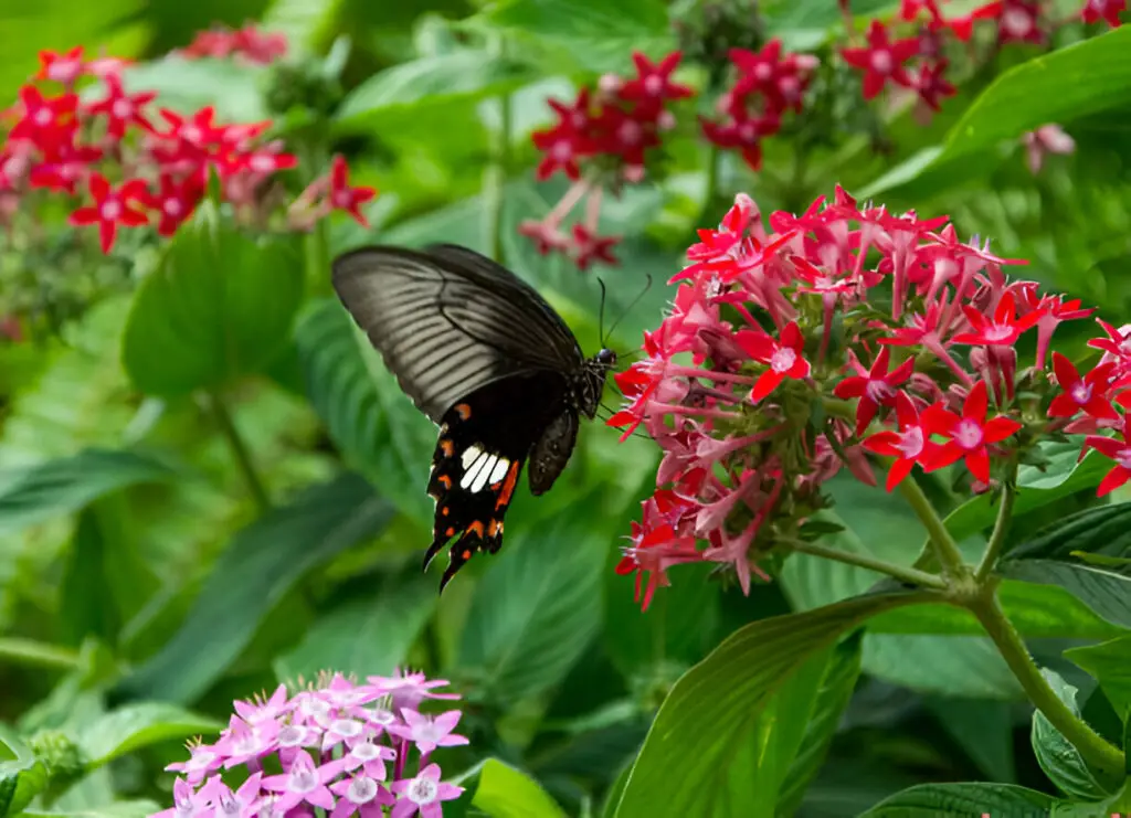 colourful wings in vibrant colourscolourful wings in vibrant colours