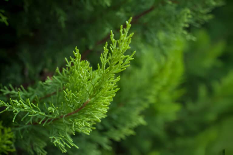 cyypress tree branch in the hedge in garden