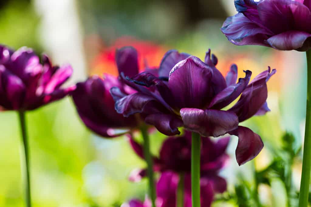 dark violet tulips