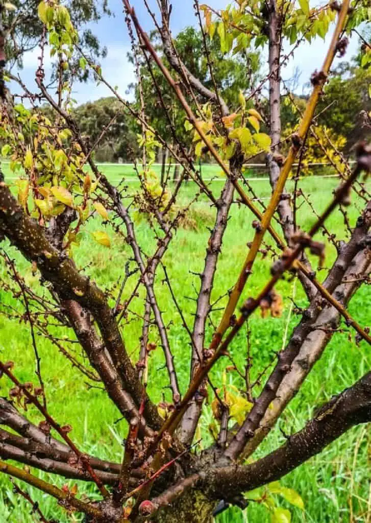 dormant apricot tree with blossom blight dieback