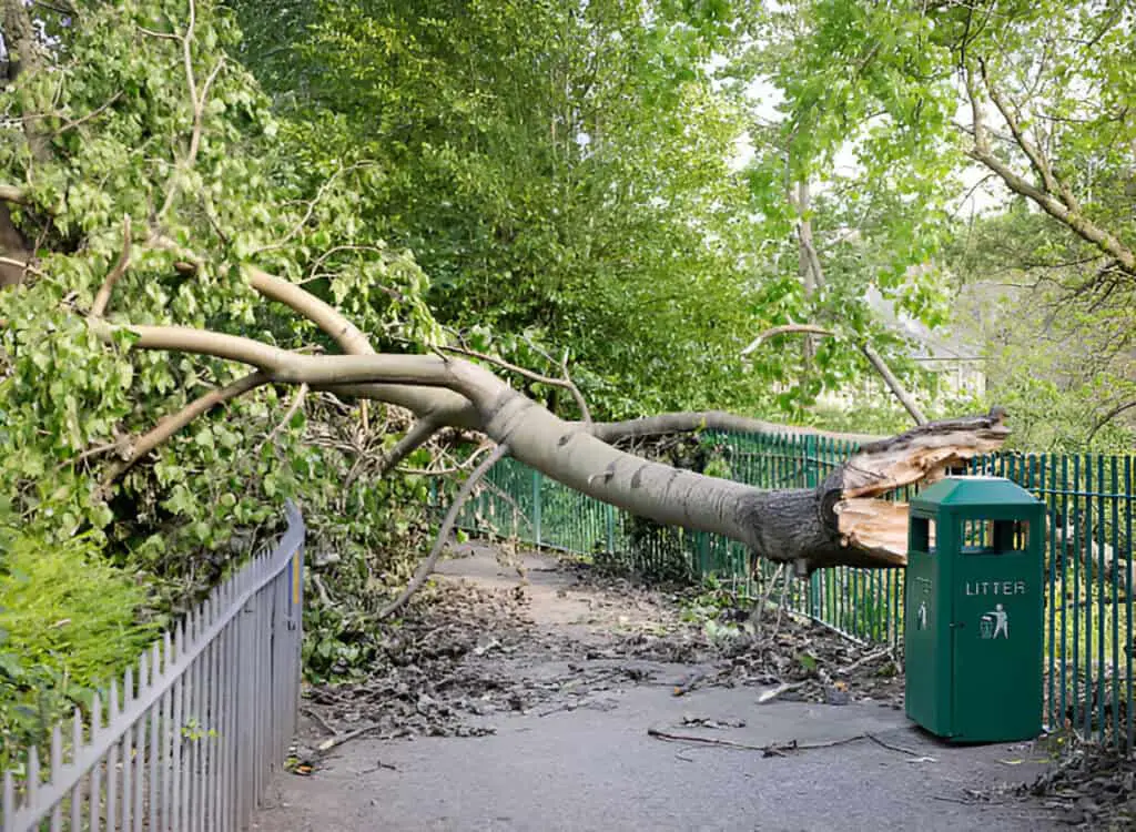 fallen tree blocking path