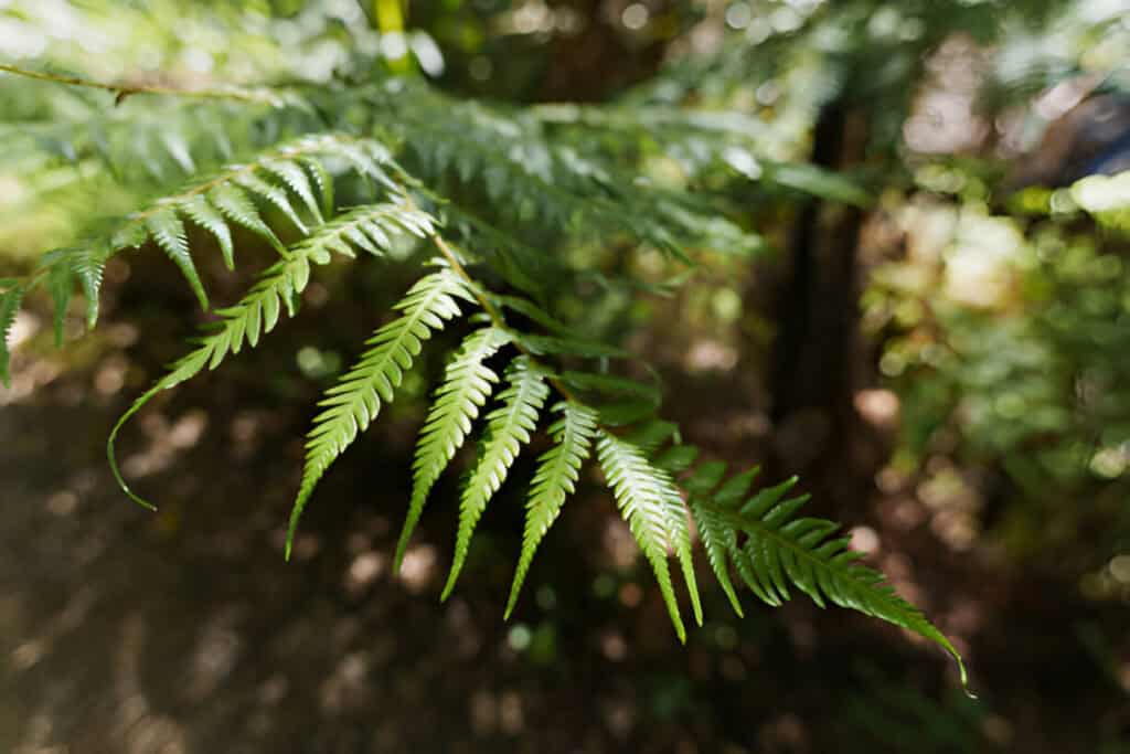 fern structure highlighting by sunlight