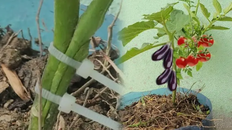 graft eggplant with tomato twigs