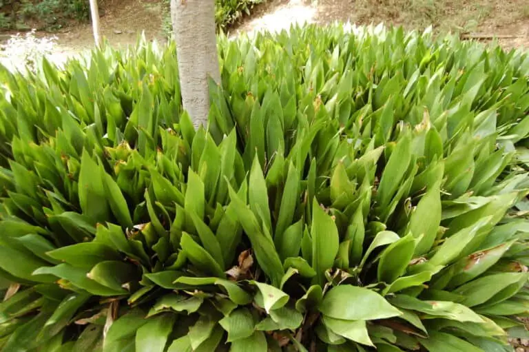 ideal green aspidistra elatior