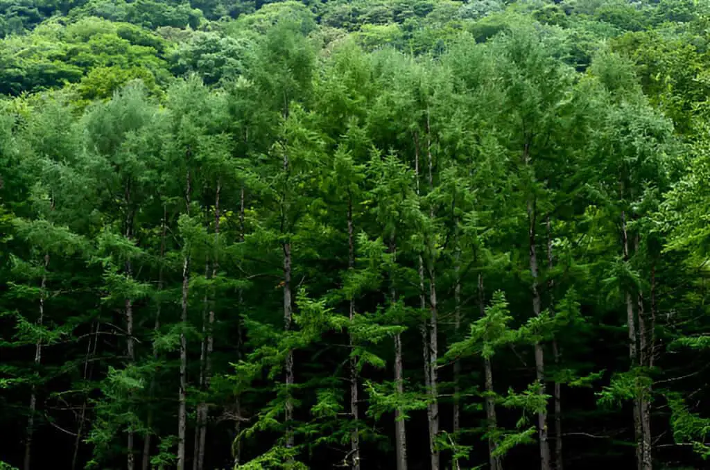 japanese cedar Cypress Trees