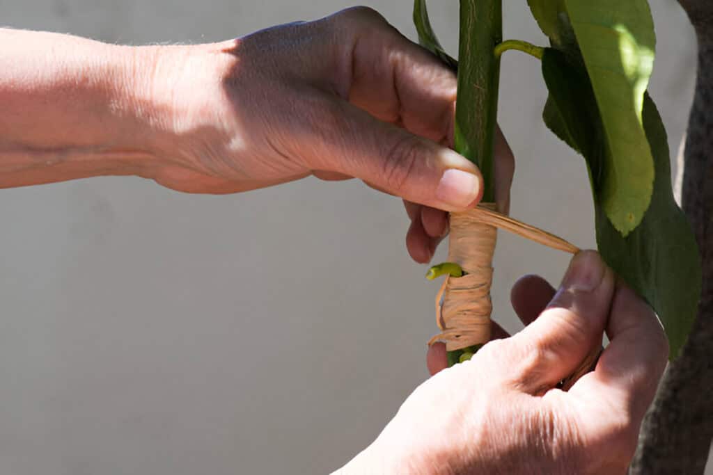 lemon graft